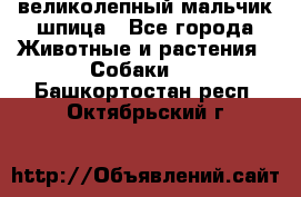 великолепный мальчик шпица - Все города Животные и растения » Собаки   . Башкортостан респ.,Октябрьский г.